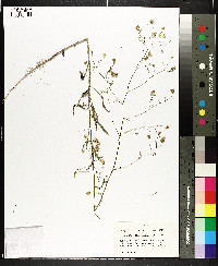 Croptilon divaricatum image