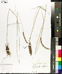 Ctenium aromaticum image