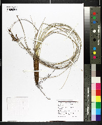 Fimbristylis castanea image