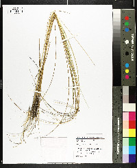 Spartina patens image