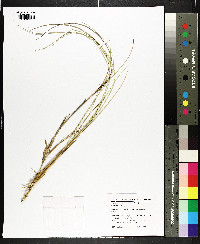 Spartina patens image