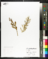 Cakile harperi image