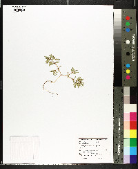 Euphorbia polygonifolia image