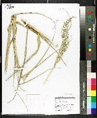 Panicum amarum image