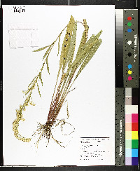 Solidago sempervirens image