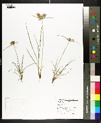 Cyperus filicinus image