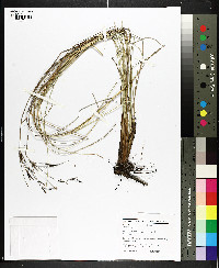 Fimbristylis castanea image