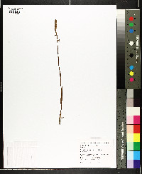 Spiranthes vernalis image