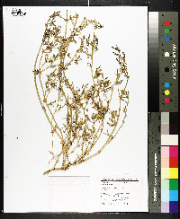 Sesuvium maritimum image