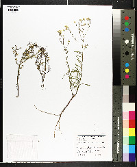 Conyza canadensis var. canadensis image