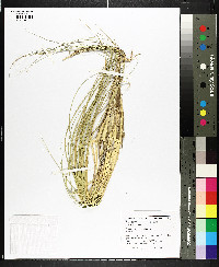 Ammophila breviligulata image