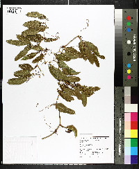Smilax auriculata image