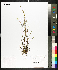 Sarcocornia pacifica image