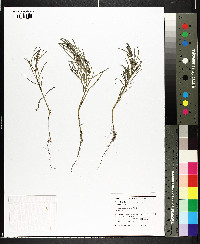 Suaeda linearis image