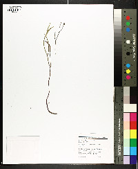 Symphyotrichum tenuifolium image