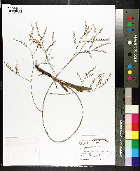 Limonium carolinianum image