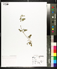 Atriplex patula image