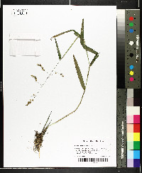 Leersia lenticularis image