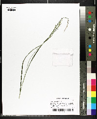 Carex roanensis image