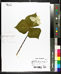 Trillium simile image
