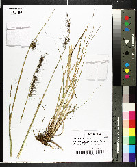 Cenchrus purpurascens image