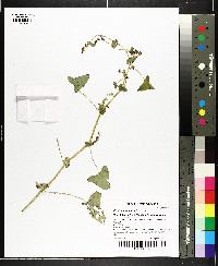 Persicaria perfoliata image