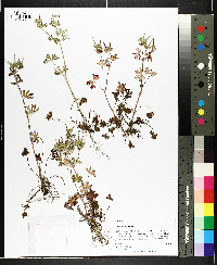 Geranium dissectum image