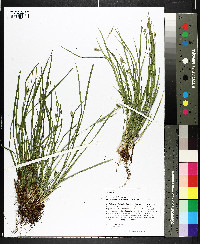 Carex digitalis var. floridana image