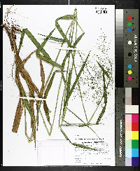 Dichanthelium scabriusculum image