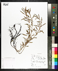 Proserpinaca palustris var. palustris image