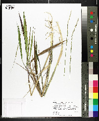 Panicum hemitomon image