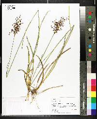 Juncus biflorus image
