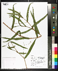 Persicaria meisneriana var. beyrichiana image