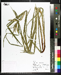 Carex crinita var. brevicrinis image