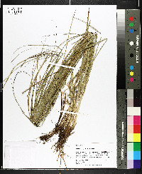Carex decomposita image
