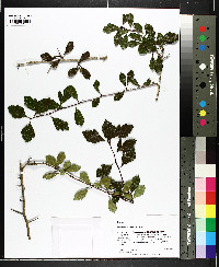 Crataegus aestivalis image