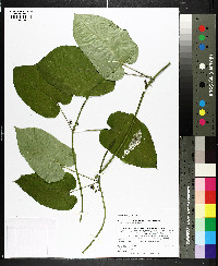 Gonolobus suberosus image