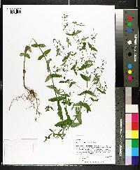 Hypericum mutilum subsp. mutilum image