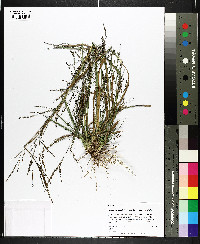 Coleataenia longifolia image