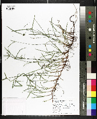 Kyllinga brevifolia image