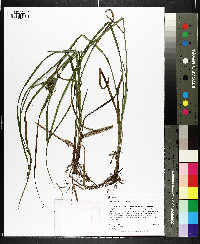 Carex louisianica image