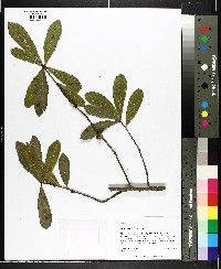 Quercus laurifolia image