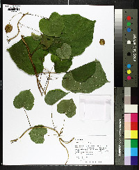 Dioscorea floridana image