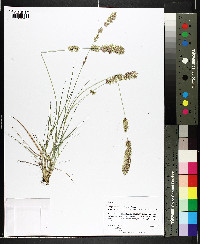 Eragrostis secundiflora subsp. oxylepis image