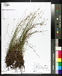 Eleocharis vivipara image