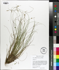 Carex echinata image