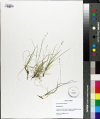 Carex disperma image