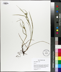 Carex collinsii image