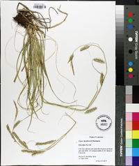 Carex cherokeensis image