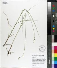 Carex canescens var. disjuncta image